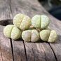 100 PCS Seeds Lithops otzeniana C128A Succulents Garden Plants