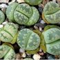100 PCS Seeds Lithops otzeniana C128A Succulents Garden Plants