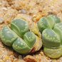 100 PCS Seeds Lithops otzeniana C128A Succulents Garden Plants