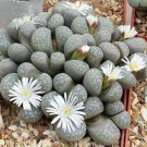 100 PCS Seeds Lithops otzeniana green attempts Succulents Garden Plants