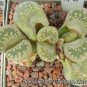 100 PCS Seeds Lithops otzeniana green attempts Succulents Garden Plants