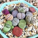 100 PCS Seeds LITHOPS otzeniana Succulents Garden Plants 100 PCS Seeds LITHOPS otzeniana Succulents Garden Plants