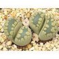 100 PCS Seeds LITHOPS otzeniana Succulents Garden Plants