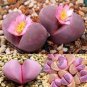 100 PCS Seeds LITHOPS otzeniana Succulents Garden Plants