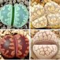 100 PCS Seeds LITHOPS otzeniana Succulents Garden Plants