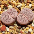 100 PCS Seeds Lithops pseudotruncatella c187 Garden Plants
