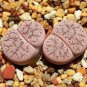100 PCS Seeds Lithops pseudotruncatella c187 Garden Plants