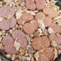 100 PCS Seeds Lithops pseudotruncatella c187 Garden Plants