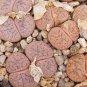 100 PCS Seeds Lithops pseudotruncatella c187 Garden Plants