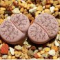 100 PCS Seeds Lithops pseudotruncatella c187 Garden Plants