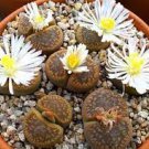 100 PCS Seeds Lithops pseudotruncatella C357 Garden Plants