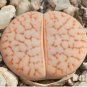100 PCS Seeds Lithops pseudotruncatella C357 Garden Plants