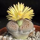 100 PCS Seeds LITHOPS pseudotruncatella Succulents Garden Plants