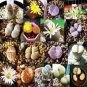 100 PCS Seeds LITHOPS pseudotruncatella Succulents Garden Plants