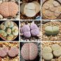 100 PCS Seeds LITHOPS pseudotruncatella Succulents Garden Plants