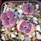 100 PCS Seeds Lithops salicola Bacchus Succulents Garden Plants