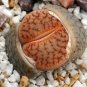 1000 PCS Seeds Lithops Seeds Mixed