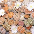 100 PCS Seeds Lithops Succulents Garden Plants 100 PCS Seeds Lithops Succulents Garden Plants