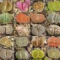 100 PCS Seeds Lithops Succulents Garden Plants