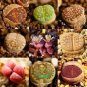 100 PCS Seeds Lithops Succulents Garden Plants