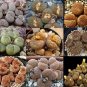 100 PCS Seeds Lithops Succulents Garden Plants