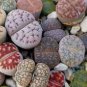 100 PCS Seeds Living Stone Seeds Lithops Succulent