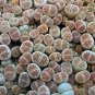 100 PCS Seeds Living Stone Seeds Lithops Succulent