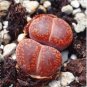 100 PCS Seeds Living Stone Seeds Lithops Succulent
