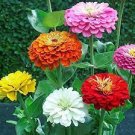 100 PCS Seeds Long Flowering Period Bonsai Zinnias Elegans Widely Cultivated 100 PCS Seeds Long Flowering Period Bonsai Zinnias Elegans Widely Cultivated