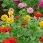 100 PCS Seeds Long Flowering Period Bonsai Zinnias Elegans Widely Cultivated