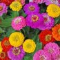 100 PCS Seeds Long Flowering Period Bonsai Zinnias Elegans Widely Cultivated