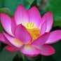 50 PCS Seeds Lotus Nelumbo Nucifera Yellow Light Pink Rose Red Double Flower