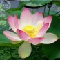 50 PCS Seeds Lotus Nelumbo Nucifera Yellow Light Pink Rose Red Double Flower