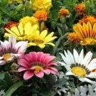 5 PCS Seeds Lucky Gazania splendens Seeds Mixed Flowers 5 PCS Seeds Lucky Gazania splendens Seeds Mixed Flowers
