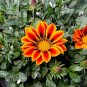 5 PCS Seeds Lucky Gazania splendens Seeds Mixed Flowers
