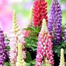 200 PCS Seeds Lupine Bonsai Plants for Home Garden Easy to Grow 200 PCS Seeds Lupine Bonsai Plants for Home Garden Easy to Grow