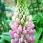 200 PCS Seeds Lupine Bonsai Plants for Home Garden Easy to Grow