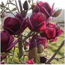 100 PCS Seeds Magnolia Garden Plants 100 PCS Seeds Magnolia Garden Plants