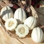 50 PCS Seeds Mashed Potato Squash