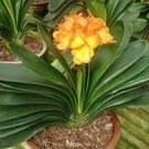 1 PCS Seeds Medium Flower Real Bowl clivia 1 PCS Seeds Medium Flower Real Bowl clivia