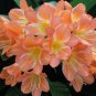 1 PCS Seeds Medium Flower Real Bowl clivia