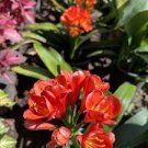 1 PCS Seeds Medium Flower Real Bowl clivia pots Bonsai Garden Blooming Plants Happy Farm