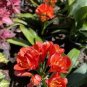 1 PCS Seeds Medium Flower Real Bowl clivia pots Bonsai Garden Blooming Plants Happy Farm