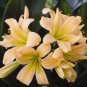 1 PCS Seeds Medium Flower Real Bowl clivia pots Bonsai Garden Blooming Plants Happy Farm