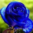 100 PCS Seeds Midnight Supreme Rose
