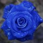 100 PCS Seeds Midnight Supreme Rose