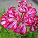 50 PCS Seeds Mini Geranium 23 Colors Flower Perennial Seeds Pelargonium 50 PCS Seeds Mini Geranium 23 Colors Flower Perennial Seeds Pelargonium