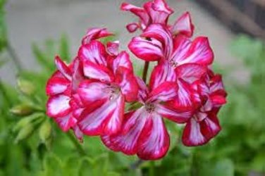 50 PCS Seeds Mini Geranium 23 Colors Flower Perennial Seeds Pelargonium