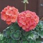 50 PCS Seeds Mini Geranium 23 Colors Flower Perennial Seeds Pelargonium