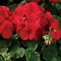 50 PCS Seeds Mini Geranium 23 Colors Flower Perennial Seeds Pelargonium